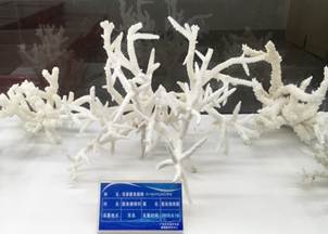 说明:L:\yl6809永利官网宣传片素材\yl6809永利官网2016微信公众号推送文件\照片\南海珊瑚礁生物标本馆以及部分科考展品-2.jpg